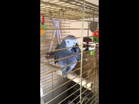 Видео: Попугай поет песню "Вместе весело шагать..."