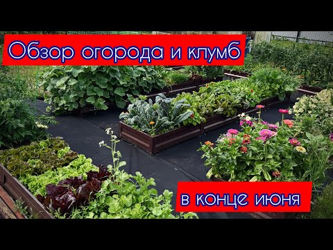 Видео: Обзор моего огорода и клумб. Бронзовка вонючая. 23 июня 2025