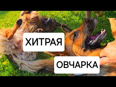 Видео: Хозяин уехал!Что делает немецкая овчарка! #немецкаяовчарка