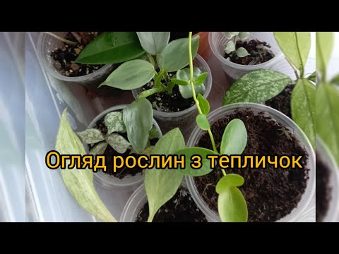 Видео: Огляд рослин, які були в тепличці🍀🌱🌿 та живців🙂💚