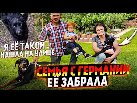 Видео: Как Дору встретили хозяева с Германии 😍 Чудесное пристройство уличной собаки в рай.