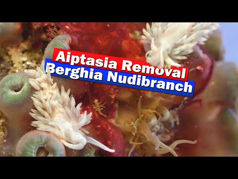 Видео: Удаление айптазии с помощью Berghia Nudibranch