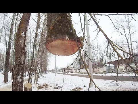 Видео: Как спилить дерево частями с наименьшим уроном при помощи лебедки
