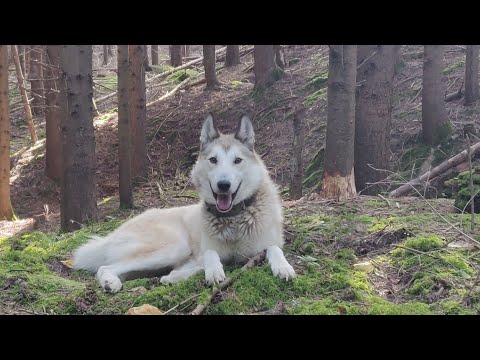 Видео: У пошуках грибів ведмежими слідами... ДИКІ Карпати