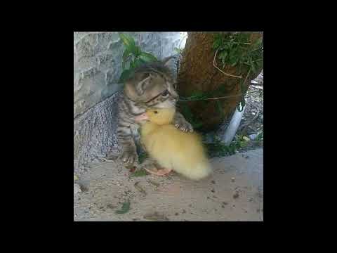 Видео: Руки Вверх! - Алешка speed up