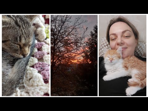 Видео: VLOG 549: ПРОСТО УСЫПИТЕ И НЕ МУЧАЙТЕ...