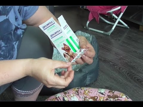 Видео: Дегельминтизация щенков чихуахуа перед прививкой Празителом