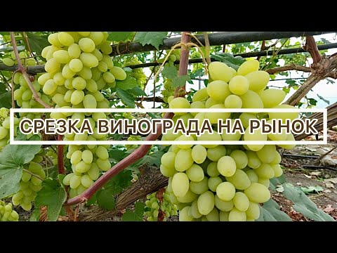 Видео: Виноград на рынок.28 июля 2022 г.