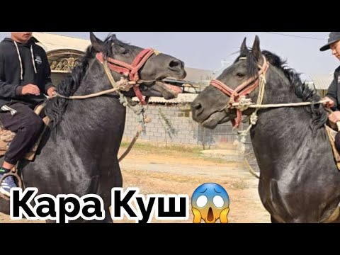 Видео: Таза Дыйкандын Жоон Кара Кушу🦅