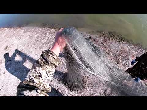 Видео: Спасаем рыбу из высохшего русла ручья