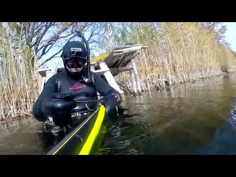 Видео: Подводная охота на крупного Язя с арбалетом Подборка удачных выстрелов за несколько охот на реке