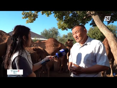 Видео: Шөлге төзімді жануардың бабын тапқан Саналы ауылы