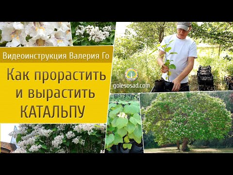 Видео: Как прорастить и вырастить катальпу?!
