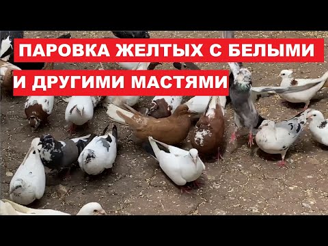Видео: Особенности паровки бакинских голубей с другими породами бойных голубей. Если спаровать почтаря с б.