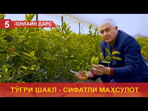 Видео: Тўғри шакл - сифатли маҳсулот!