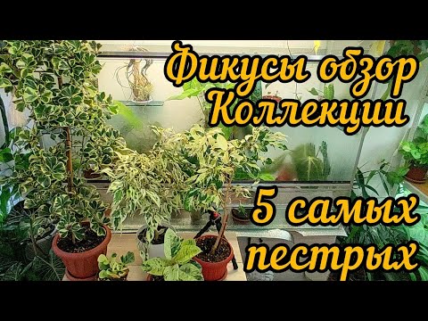 Видео: ФИКУСЫ обзор / Уход /Размножение / Все тонкости моего ухода