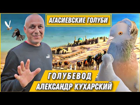 Видео: Секреты голубевода от Александра Кухарского,советы о БОЙНЫХ голубях.Голуби Агасиевские & Алматинские