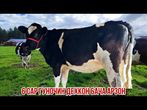 Видео: Гуночин примой деҳкон бача арзон 8 ноября 2025 г.