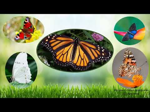 Видео: ДГ "Брезичка" - Група 3, Тема "Насекоми", Околен свят