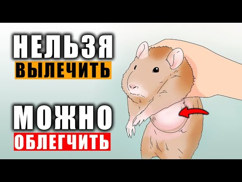 Видео: Что делать если опухоль у крысы нельзя удалить?