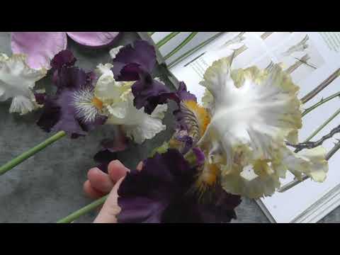 Видео: Работа над ирисом. Холодный фарфор. Working on iris. Cold porcelain.