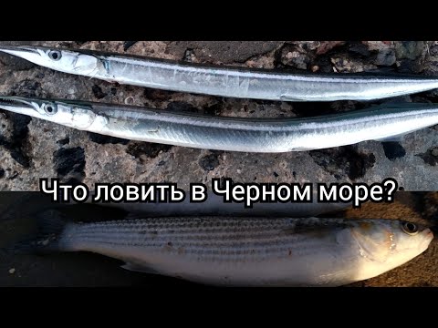 Видео: Какую рыбу и когда ловить на Черном море ?