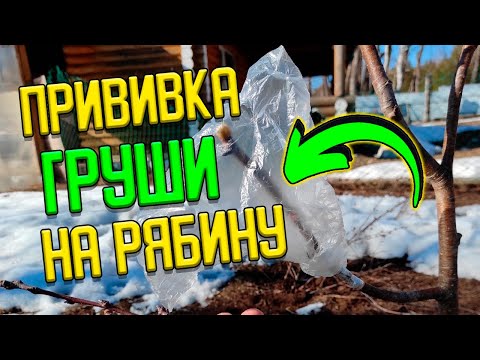 Видео: Как привить ГРУШУ на красную РЯБИНУ