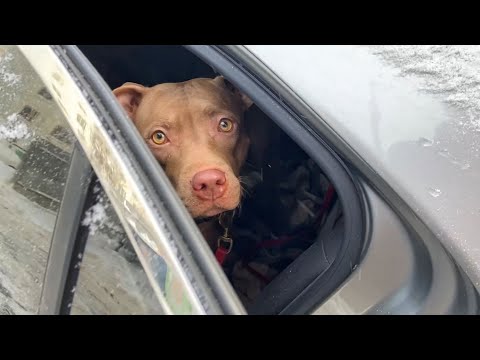 Видео: Я уезжаю!🖐 #питбульджина