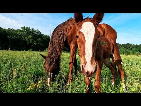 Видео: НОВЫЙ ЖЕРЕБЕНОК / Как дела на ферме? 🐶 🐱 🐎 🐔