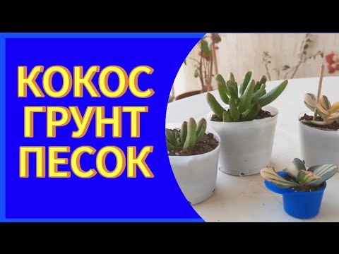 Видео: КРАССУЛА🌳.УКОРЕНЕНИЕ ЧЕРЕНКОВ В 3Х СУБСТРАТАХ И РЕЗУЛЬТАТЫ ЭТИХ УКОРЕНЕНИЙ✌️.