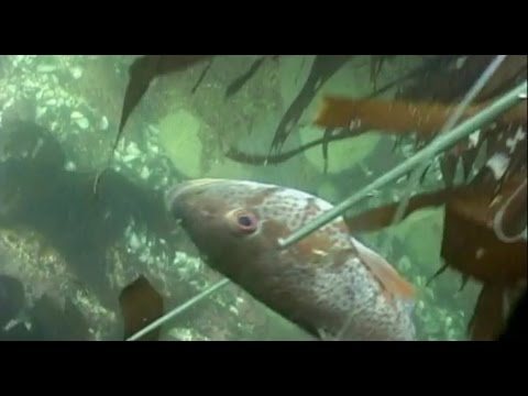 Видео: Под водой с Андреем Щукиным - 504 - Чили. Чемпионат Мира по подводной охоте.