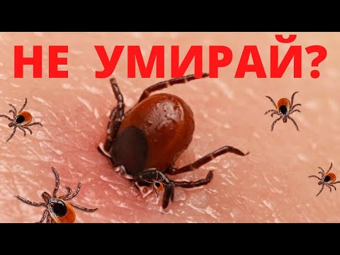 Видео: КЛЕЩ! КАК ЗАЩИТИТЬСЯ И НЕ УМЕРЕТЬ? ТАЙГА КИШИТ! часть 1