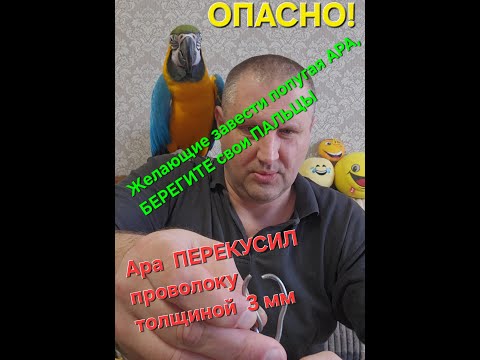 Видео: Ара ПЕРЕКУСИЛ ПРОВОЛОКУ 3 мм. Насколько опасен КЛЮВ у попугая?