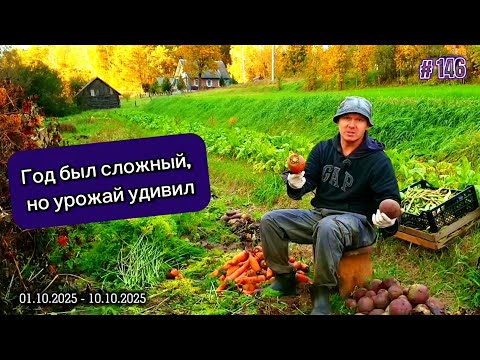 Видео: Год был сложный, но урожай удивил.