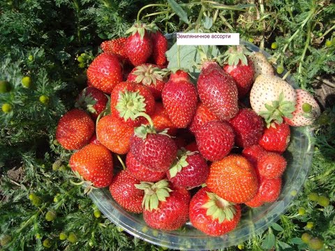 Видео: УХОД ЗА КЛУБНИКОЙ ВЕСНОЙ , ЧЕМ  ПОДКОРМИТЬ И ОБРАБОТАТЬ  КЛУБНИКУ  ВЕСНОЙ