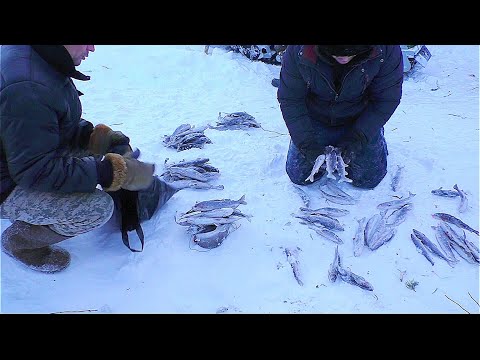 Видео: КАК ДЕРЕВЕНСКИЕ ЛОВЯТ И ДЕЛЯТ ХАРИУСА ЗИМОЙ / ТОЛПОЙ ПРИЕХАЛИ НА РЫБАЛКУ В ГЛУХОМАНЬ. ЖИЗНЬ В ТАЙГЕ.