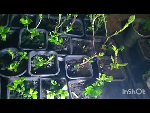 Видео: ГОРТЕНЗИИ КРУПНОЛИСТНЫЕ В СЕРЕДИНЕ НОЯБРЯ.