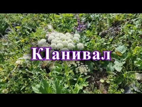 Видео: КIанивал. Седакъет Керимова. Лезги фильм.