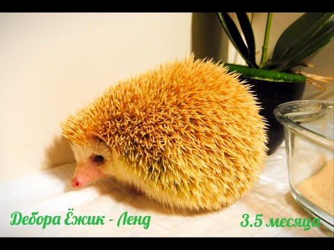 Видео: ПИСК ЕЖА  карликовый африканский ёжик пищит как мышонок