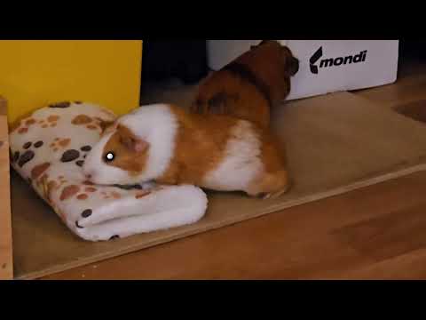 Видео: Большая прогулка морских свинок Белки и Стрелки / Great walk of Belka and Strelka guinea pigs