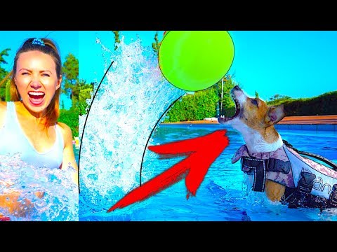 Видео: АКВАПАРК для СОБАКИ Джины в БАССЕЙНЕ Игры и Дрессировка Крит | Elli Di Pets