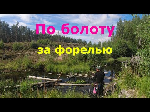 Видео: #466 | Микро речка | Форель, щука, окунь, плотва, уклейка |