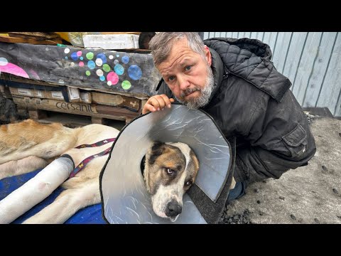 Видео: Попытка спасти гигантскую собаку, мы сделаем всё чтобы у неё был шанс ходить!
