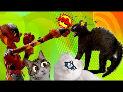 Видео: Месть!!! Догдэй пришёл сразиться с нашими кошками!