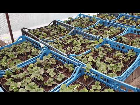 Видео: Ответы на частые вопросы по саженцам ОКС.