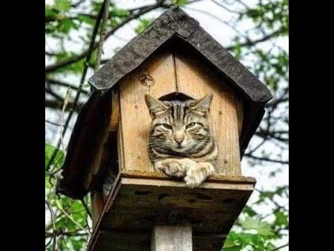 Видео: 😺 Покормите птичку! 🐕 Смешное видео с собаками и кошками! Вы будете смеяться! 😸