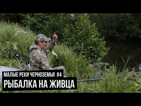 Видео: Рыбалка на живца / Малые реки Черноземья. Сезон 4. Выпуск 5