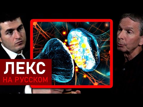 Видео: Что такое сознание? | Дональд Хоффман и Лекс Фридман