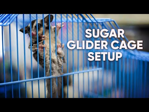 Видео: Установите клетку для сахарного планера вместе с нами | Как установить клетку для сахарного планера