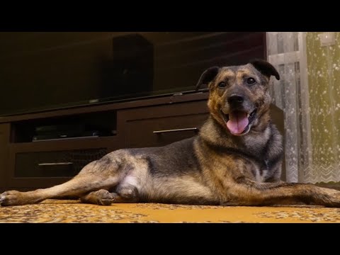 Видео: Сказочный финал истории собаки  мученика 💖 Тигрик